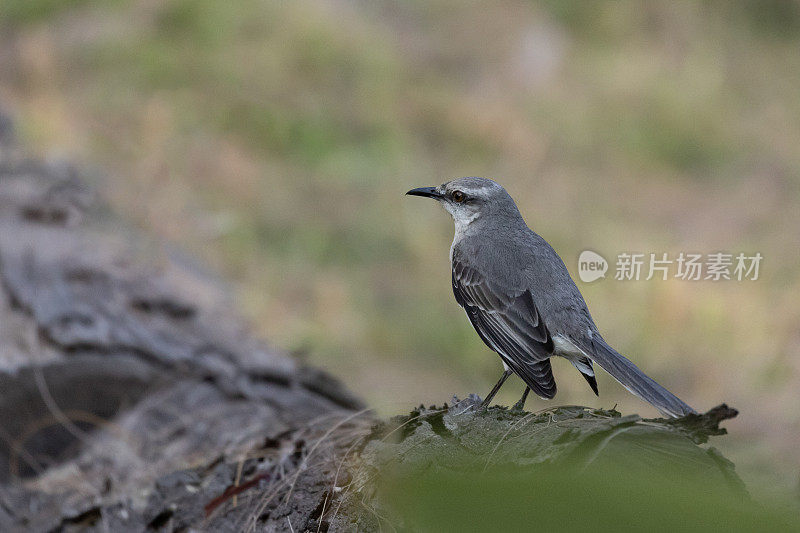 热带反舌鸟，多巴哥的Mimus gilvus tobagensis